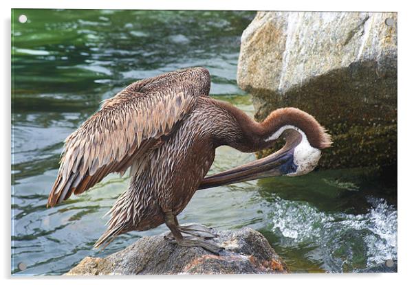 Brown Pelican Acrylic by Eyal Nahmias