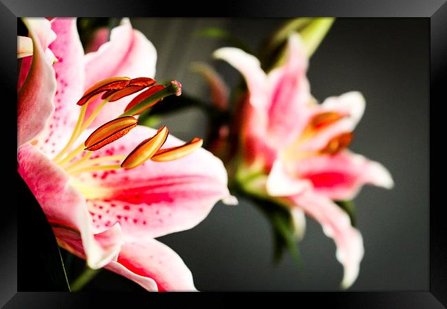 Reflections of a Pink Lily Framed Print by Helen Holmes