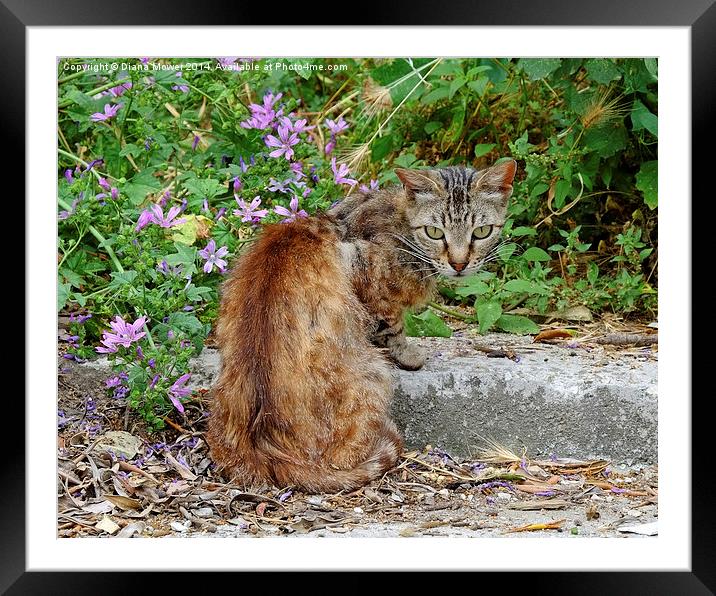 Corfu Cat Framed Mounted Print by Diana Mower