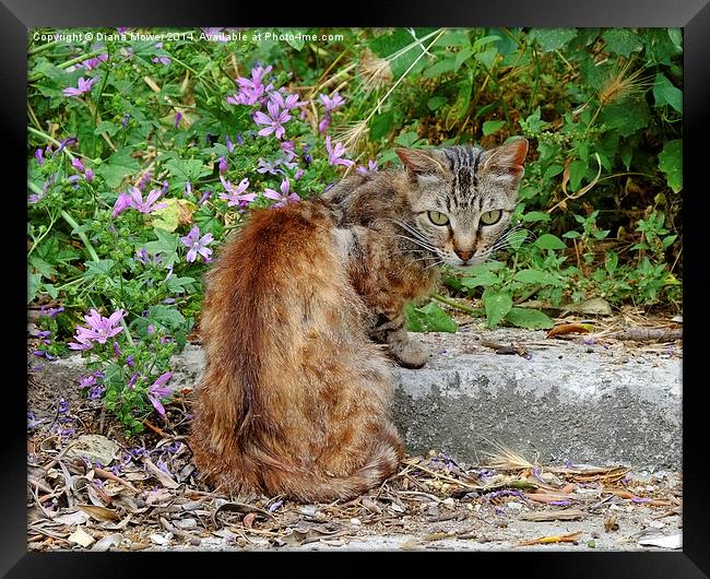  Corfu Cat Framed Print by Diana Mower