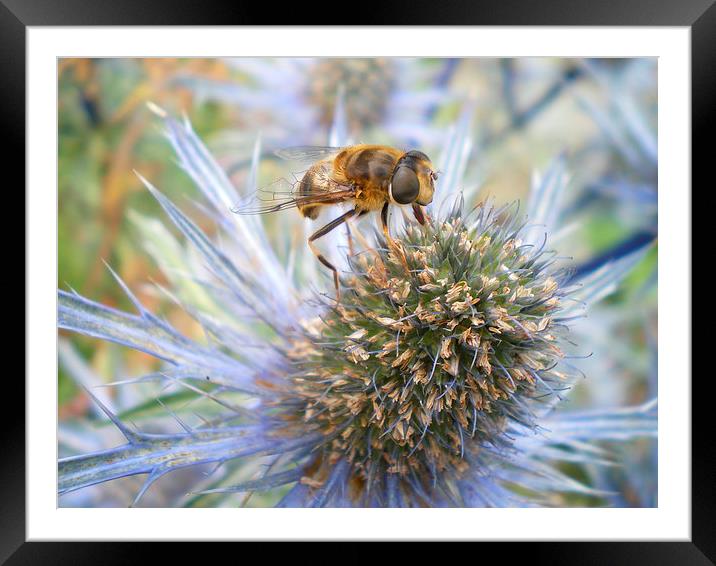Eryngium and bee  Framed Mounted Print by Rhoda Howie