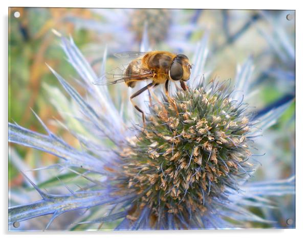 Eryngium and bee  Acrylic by Rhoda Howie