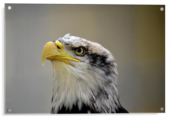  Grumpy Bald Eagle Acrylic by David Brotherton