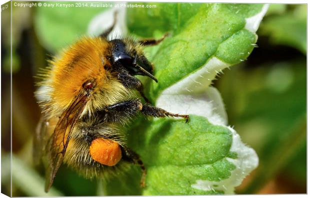  Bumble Bee On A Leaf Canvas Print by Gary Kenyon