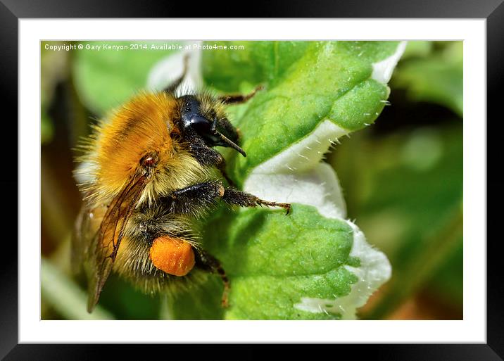  Bumble Bee On A Leaf Framed Mounted Print by Gary Kenyon
