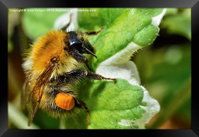  Bumble Bee On A Leaf Framed Print by Gary Kenyon