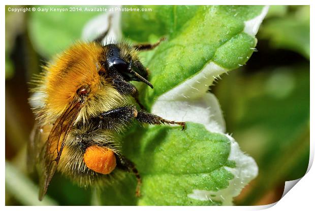  Bumble Bee On A Leaf Print by Gary Kenyon
