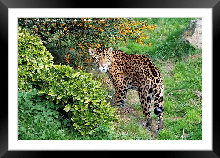  Jaguar Framed Mounted Print by Gary Kenyon