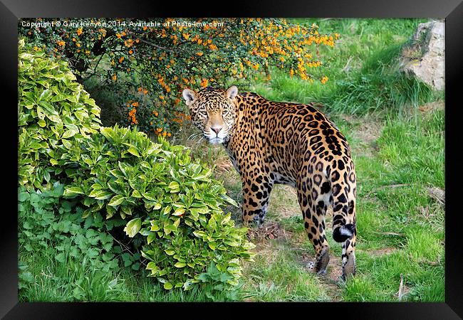  Jaguar Framed Print by Gary Kenyon