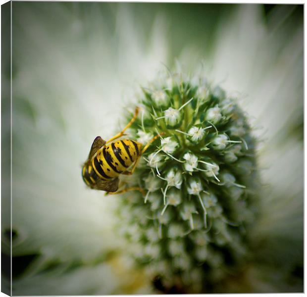  The Hungry wasp Canvas Print by Colin Metcalf