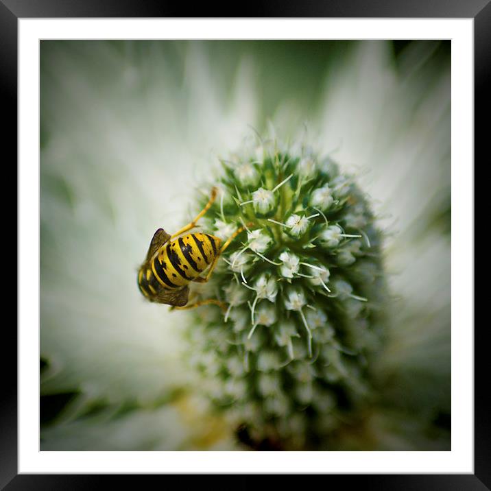  The Hungry wasp Framed Mounted Print by Colin Metcalf