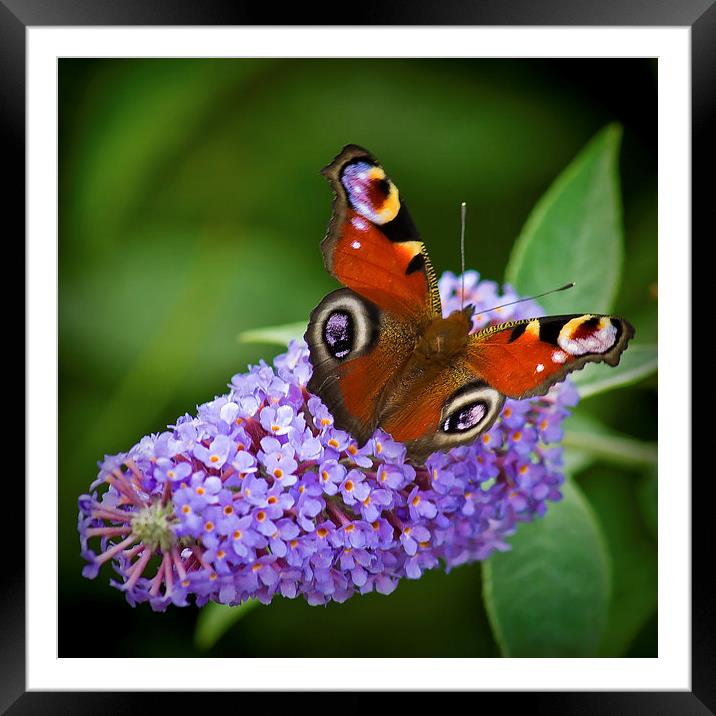  Peacock Butterfly on Buddleia. Framed Mounted Print by Colin Metcalf