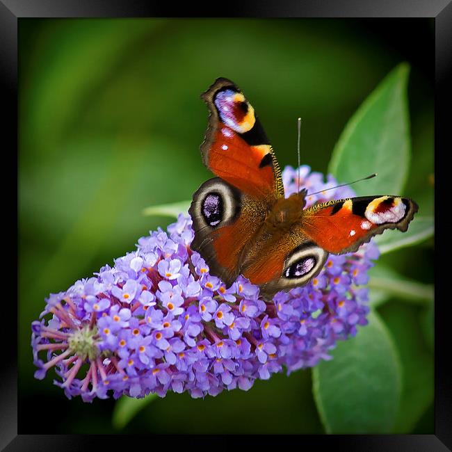  Peacock Butterfly on Buddleia. Framed Print by Colin Metcalf
