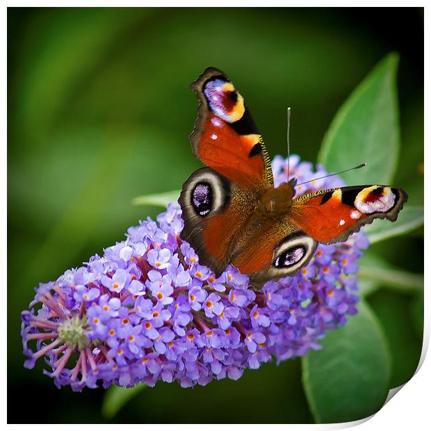  Peacock Butterfly on Buddleia. Print by Colin Metcalf