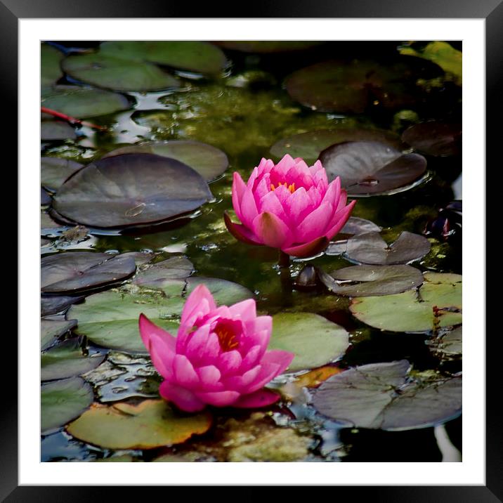  Pink Water Lilies Framed Mounted Print by Colin Metcalf