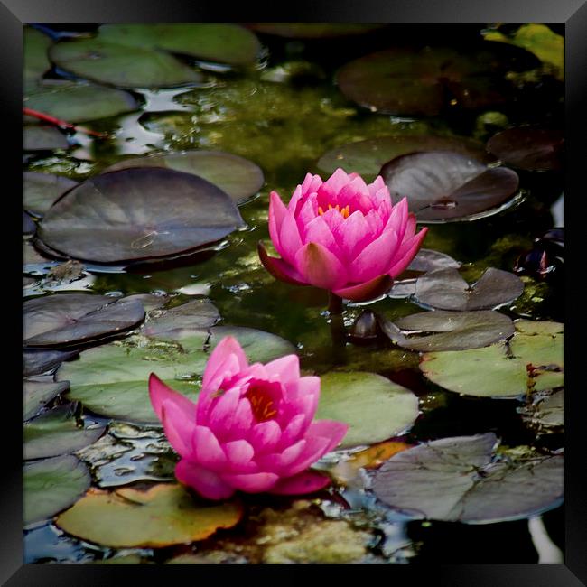  Pink Water Lilies Framed Print by Colin Metcalf