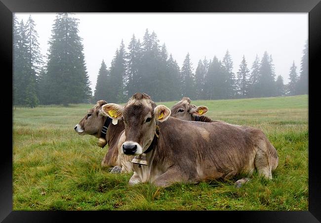  Milka Cows Framed Print by Peter Farrington