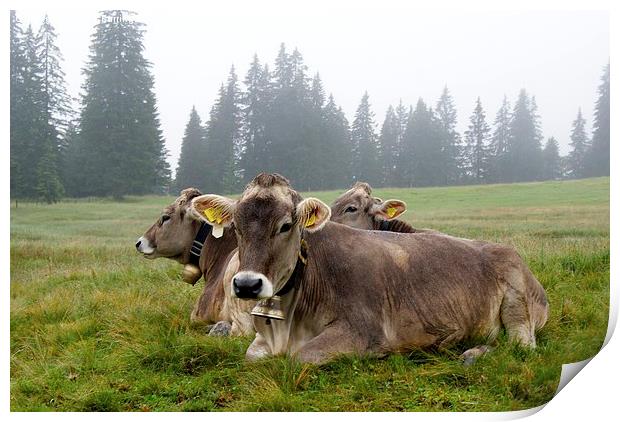  Milka Cows Print by Peter Farrington