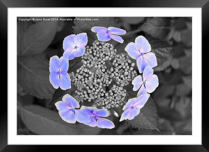 Enchanting Ring of Hydrangea Blooms Framed Mounted Print by Jane Braat