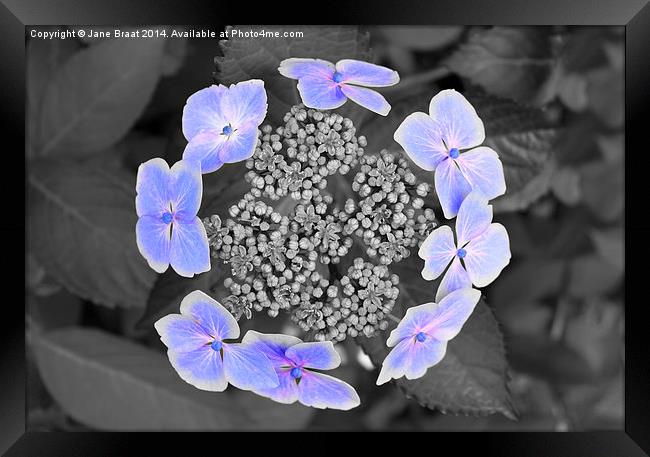 Enchanting Ring of Hydrangea Blooms Framed Print by Jane Braat