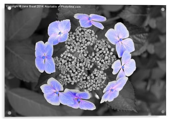 Enchanting Ring of Hydrangea Blooms Acrylic by Jane Braat
