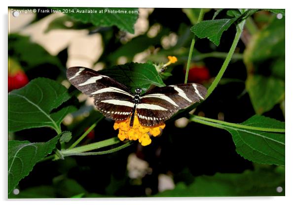  The beautiful Zebra butterfly in all its glory Acrylic by Frank Irwin