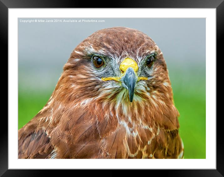  Portrait of a Buzzard Framed Mounted Print by Mike Janik