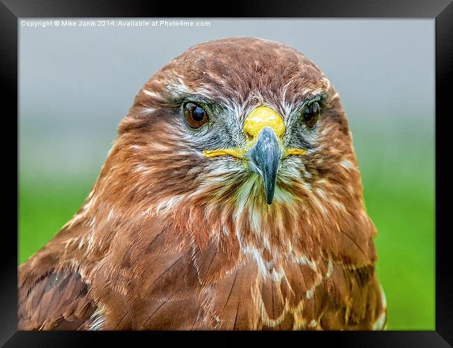  Portrait of a Buzzard Framed Print by Mike Janik