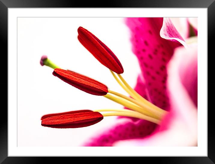 Pollen in a Pink Lily Macro Framed Mounted Print by Helen Holmes