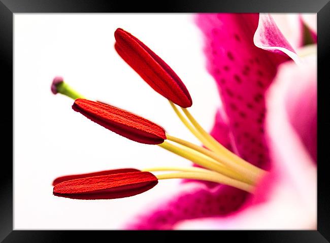 Pollen in a Pink Lily Macro Framed Print by Helen Holmes