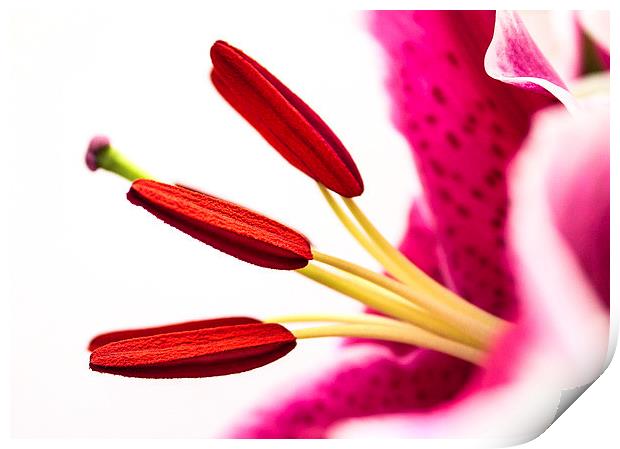 Pollen in a Pink Lily Macro Print by Helen Holmes