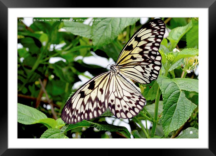  The beautiful White Tree Nymph butterfly Framed Mounted Print by Frank Irwin