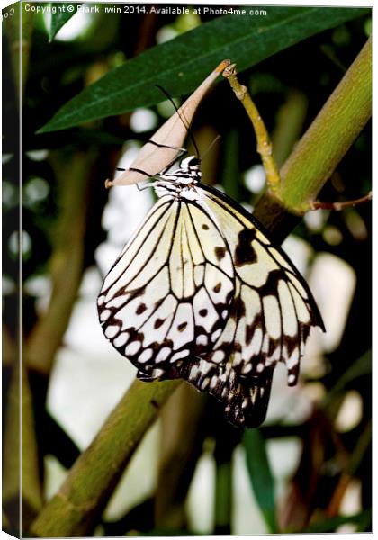 The beautiful White Tree Nymph butterfly Canvas Print by Frank Irwin
