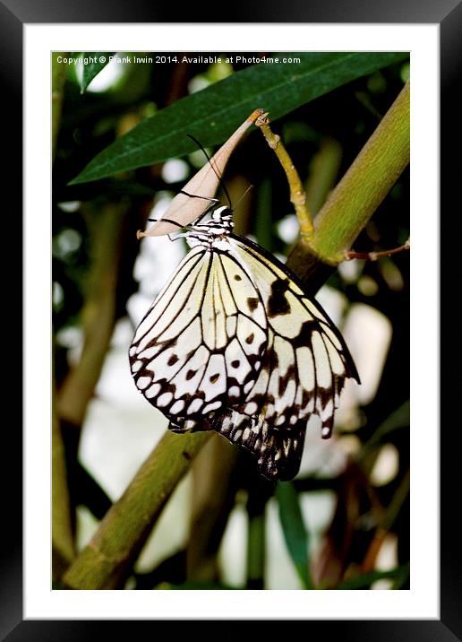 The beautiful White Tree Nymph butterfly Framed Mounted Print by Frank Irwin