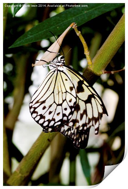 The beautiful White Tree Nymph butterfly Print by Frank Irwin