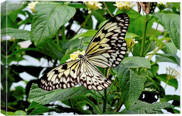 The beautiful White Tree Nymph butterfly Canvas Print by Frank Irwin