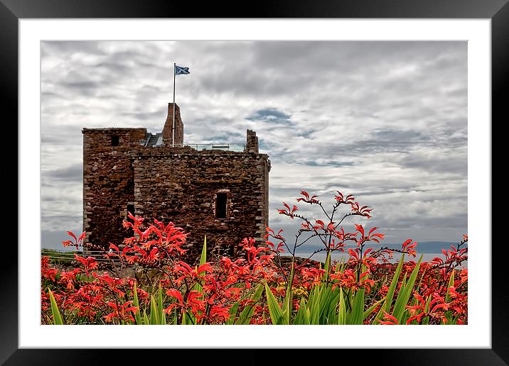 Wild Flowers at Portencross  Framed Mounted Print by Valerie Paterson