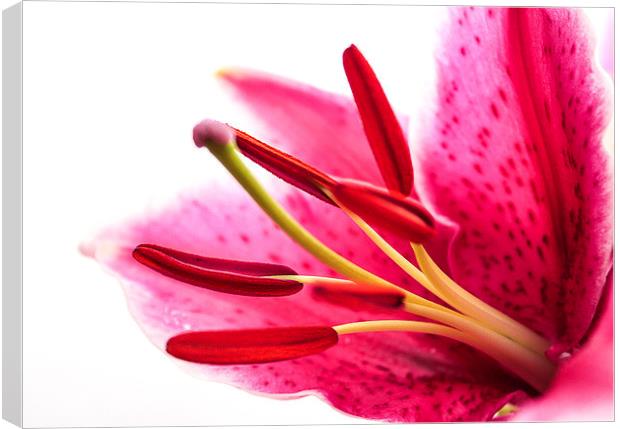  Pollen in a Pink Lily Macro Canvas Print by Helen Holmes