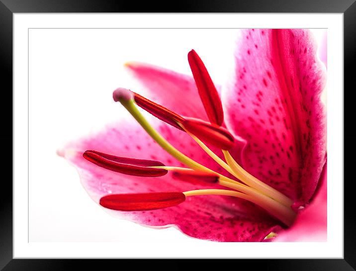  Pollen in a Pink Lily Macro Framed Mounted Print by Helen Holmes