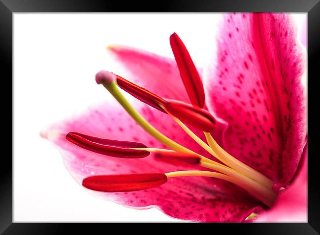  Pollen in a Pink Lily Macro Framed Print by Helen Holmes