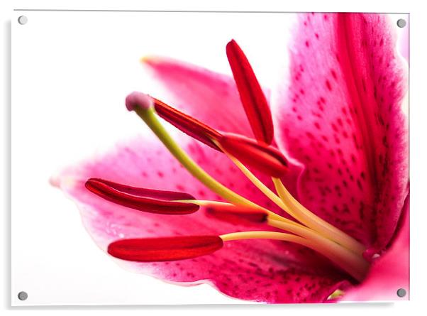  Pollen in a Pink Lily Macro Acrylic by Helen Holmes