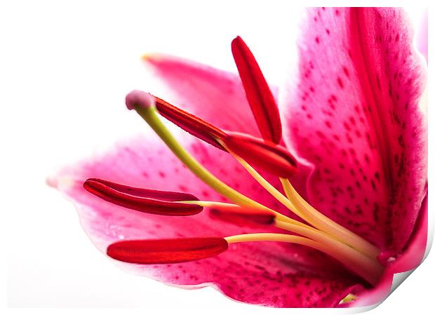  Pollen in a Pink Lily Macro Print by Helen Holmes