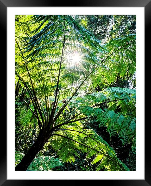 Daintree Rainforest Sunlight Framed Mounted Print by Peta Thames