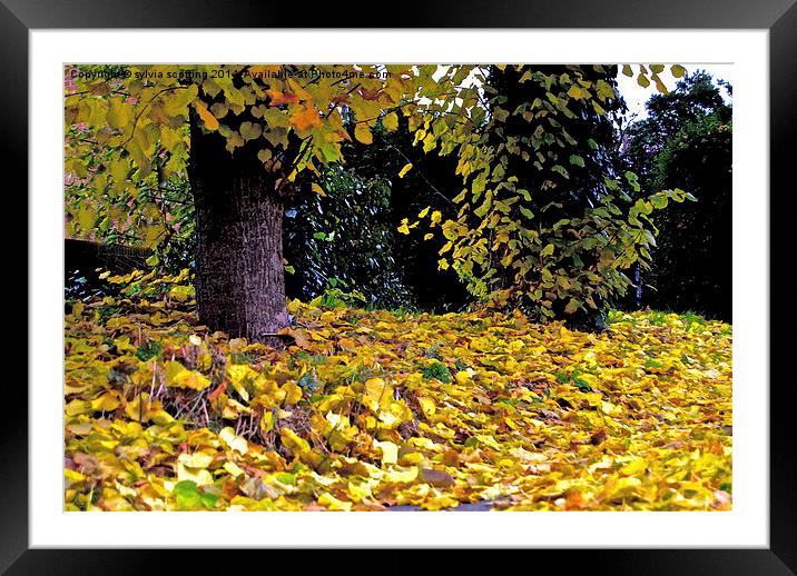  Autumn Leaves Framed Mounted Print by sylvia scotting