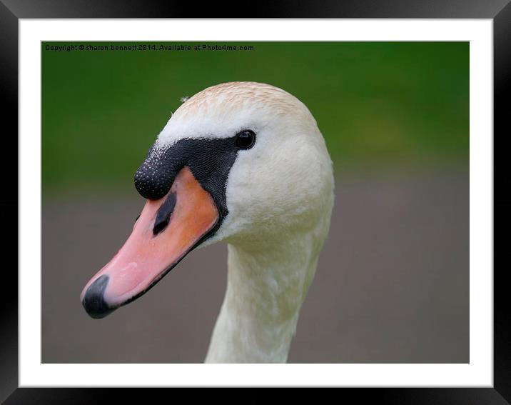  Portrait of a swan Framed Mounted Print by sharon bennett