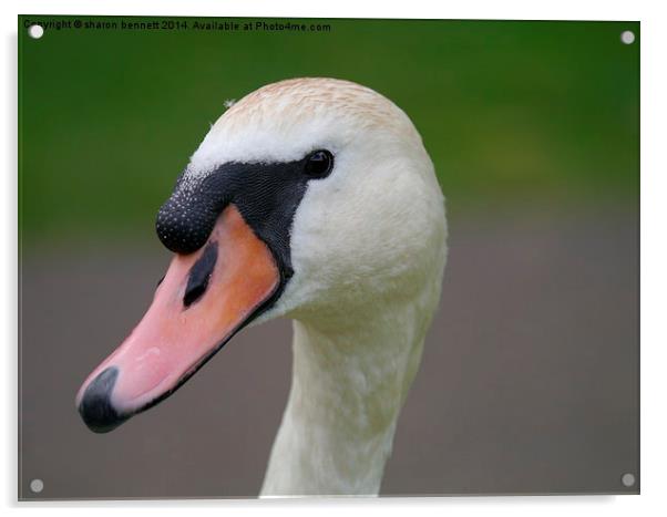  Portrait of a swan Acrylic by sharon bennett