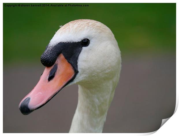  Portrait of a swan Print by sharon bennett