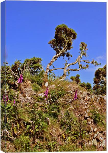  Foxgloves and Gorse Canvas Print by graham young