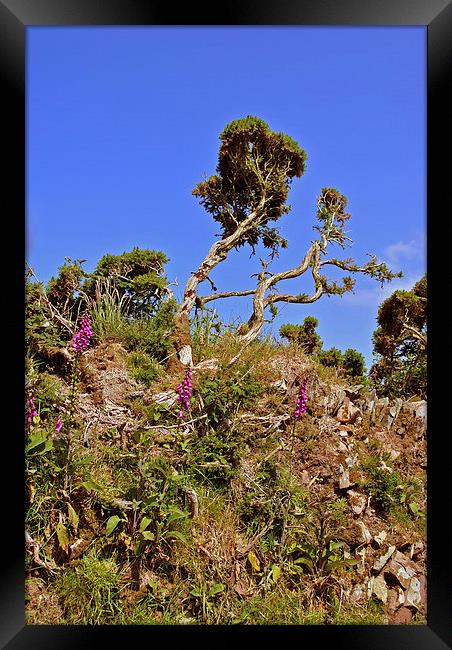  Foxgloves and Gorse Framed Print by graham young