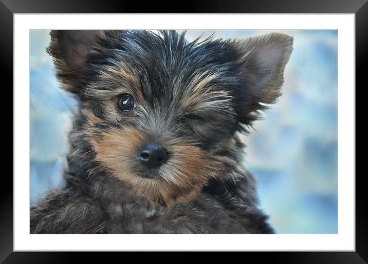 Winking at You Framed Mounted Print by Robert Gillespie